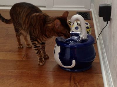 Sammy and Roo with an Ebi drinking fountain